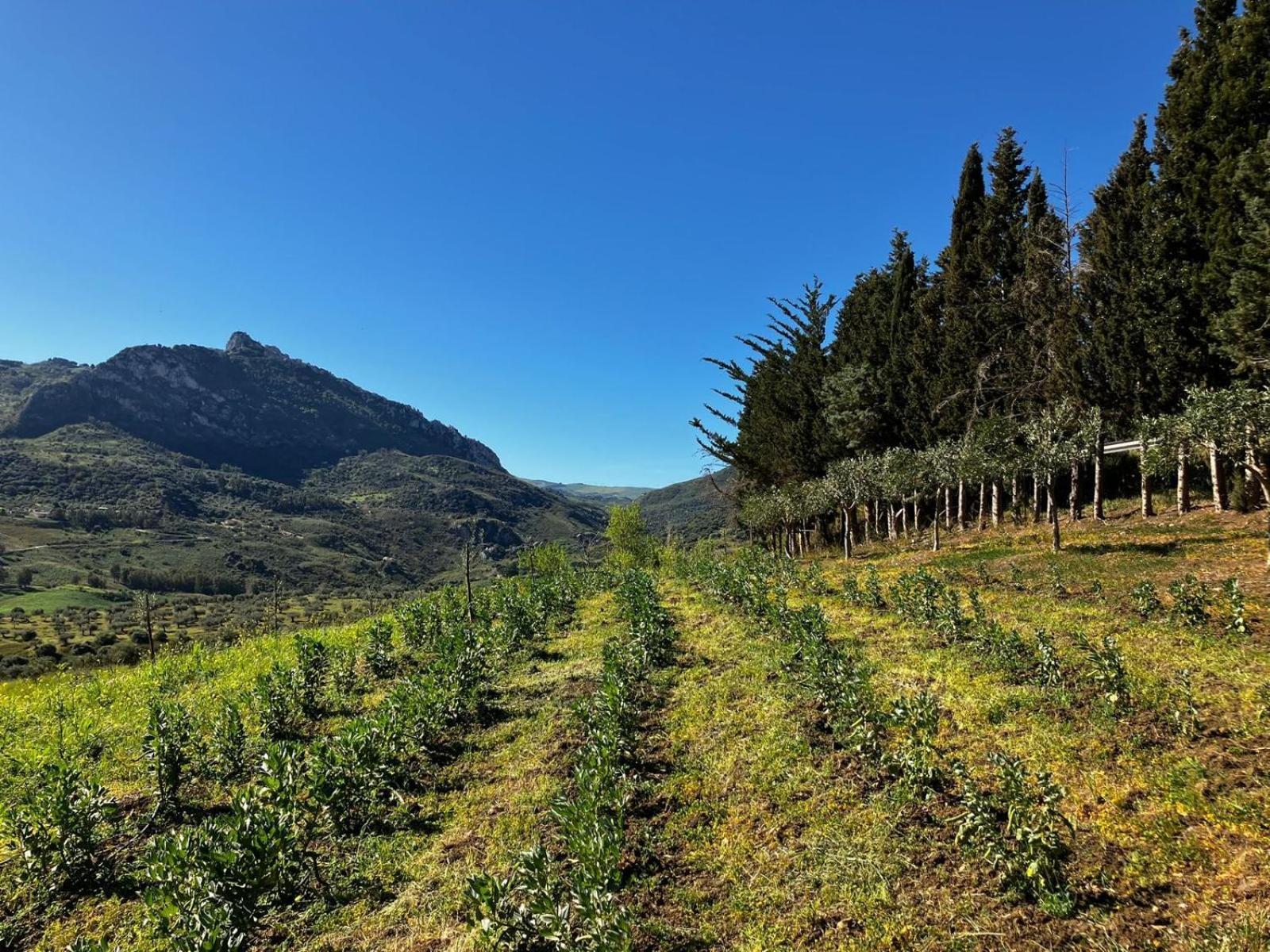 Le Case Di Cardellino - Agrispa Sclafani Екстериор снимка